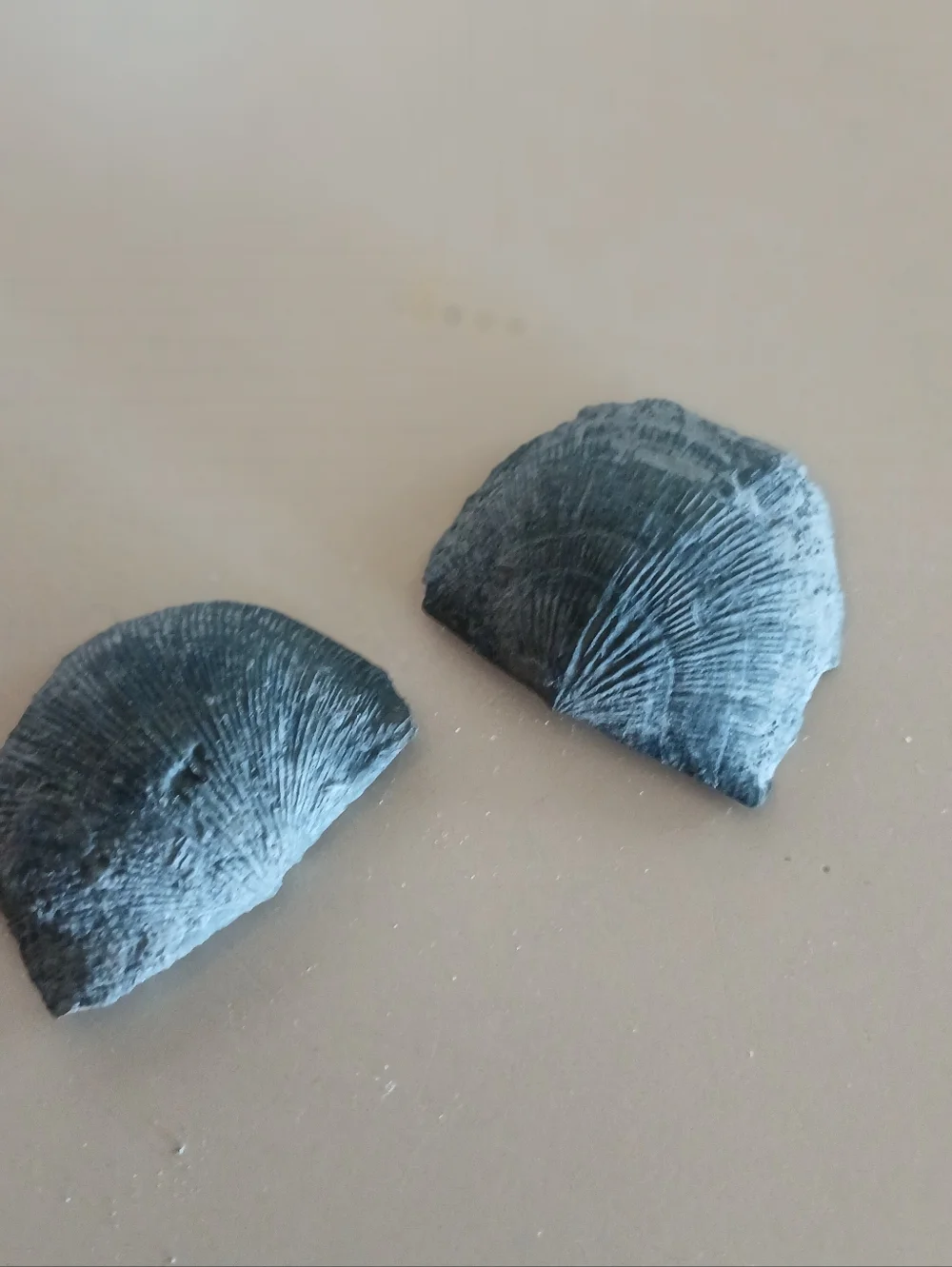 Fossil Collection - Picture 12 of 14